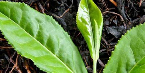 Технологии производства чая: ферментация, обжарка и сушка