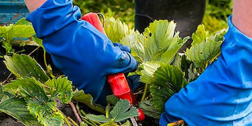 Как ухаживать за клубникой в сентябре: полная инструкция