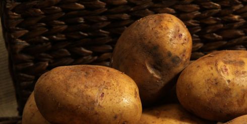 Как поторопить ранний картофель?