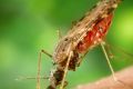 Самые интересные факты о комарах