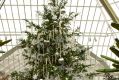 Рождественские и новогодние елки: вечнозеленые красавицы