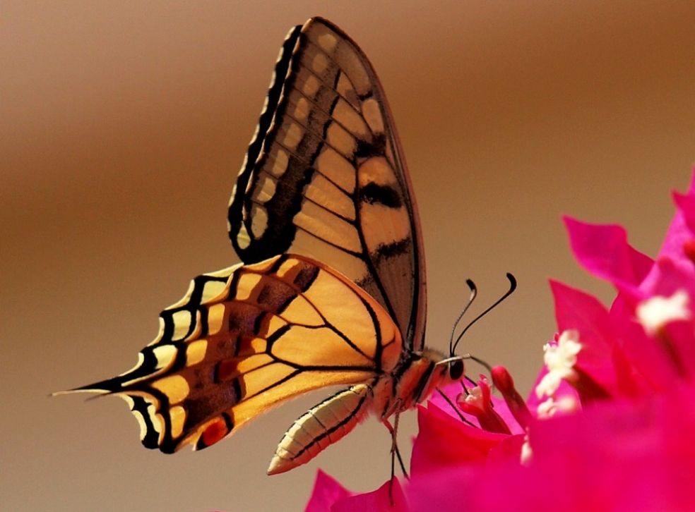 Бабочка Махаон пьет нектар