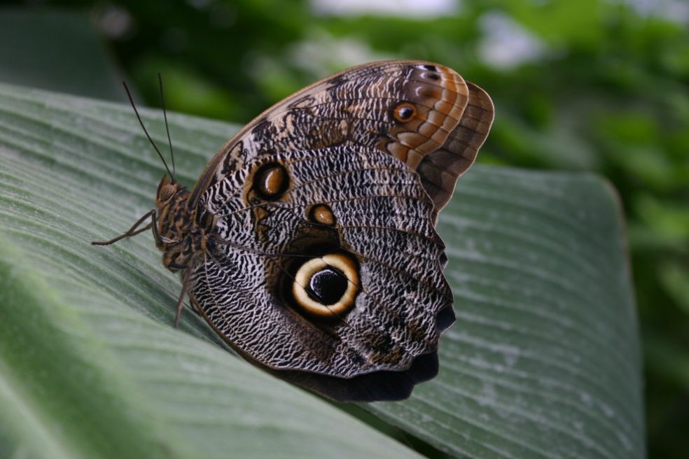 Бабочка в зоопарке Лонглит, Великобритания