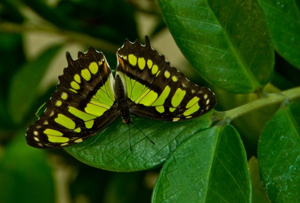 Бабочка в саду Кэллоуэй, США