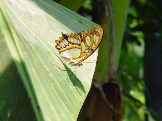 Бабочки — красота созданная природой