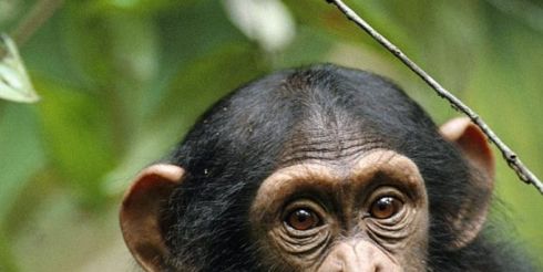 Прорыв в эволюции: от облучения обезьяна станет человеком