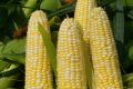 Французские ученые настаивают на смертельном вреде ГМО
