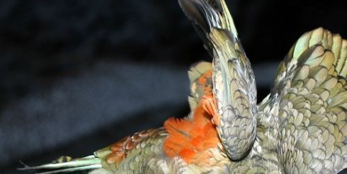 В Новой Зеландии попугай ограбил туриста