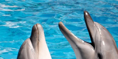 Дельфинов предлагают приравнять к людям
